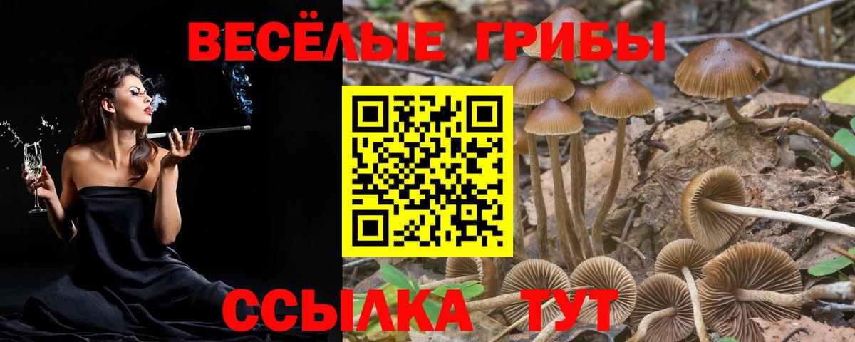 Беслан  Галлюциногенные грибы Psilocybe  Вход с VPN 